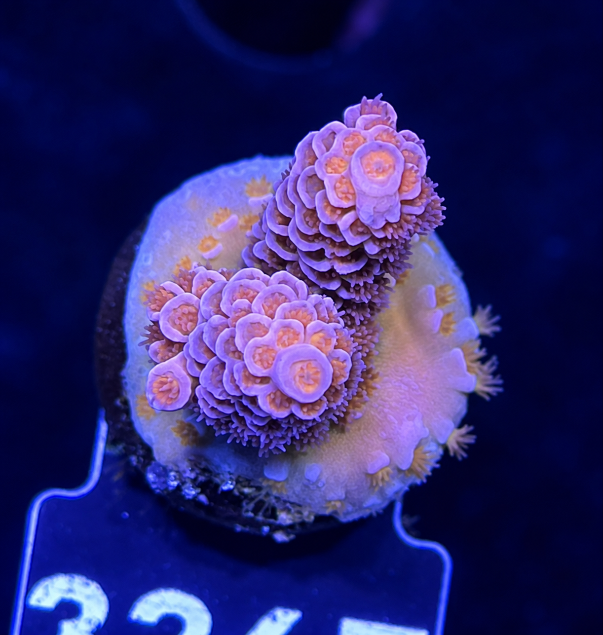 FMC Acropora tenuis pink