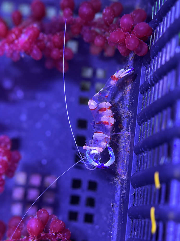 Ancylomenes holthuisi – Holthuis Anemonen-Partnergarnele