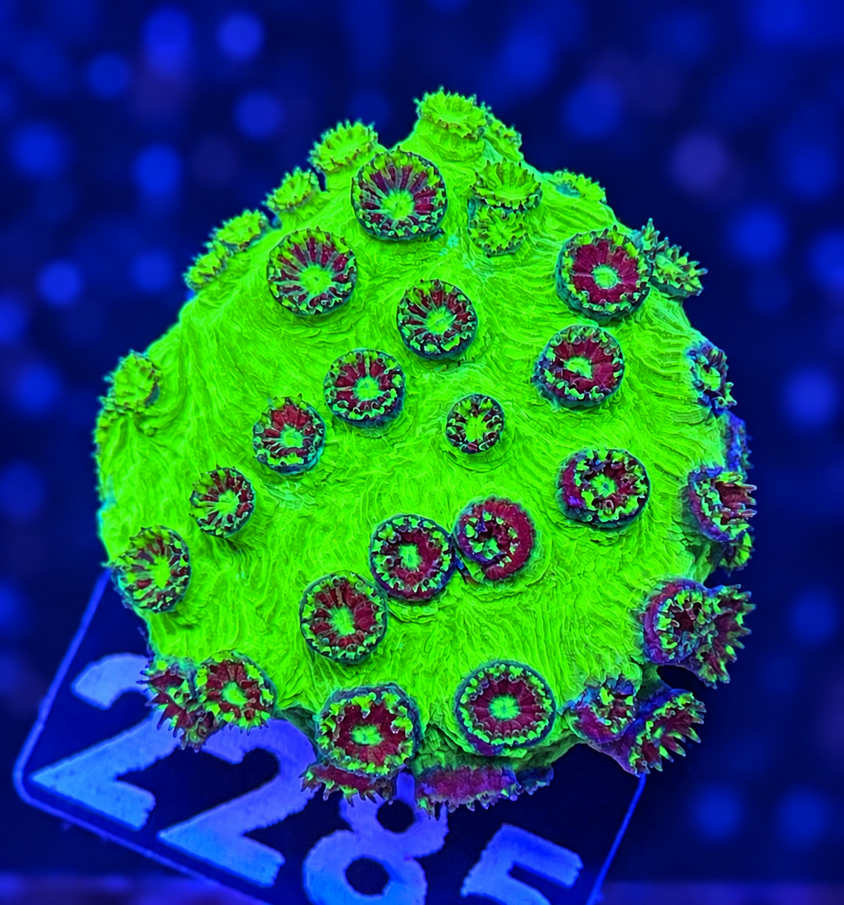 FMC Cyphastrea Green Goblin
