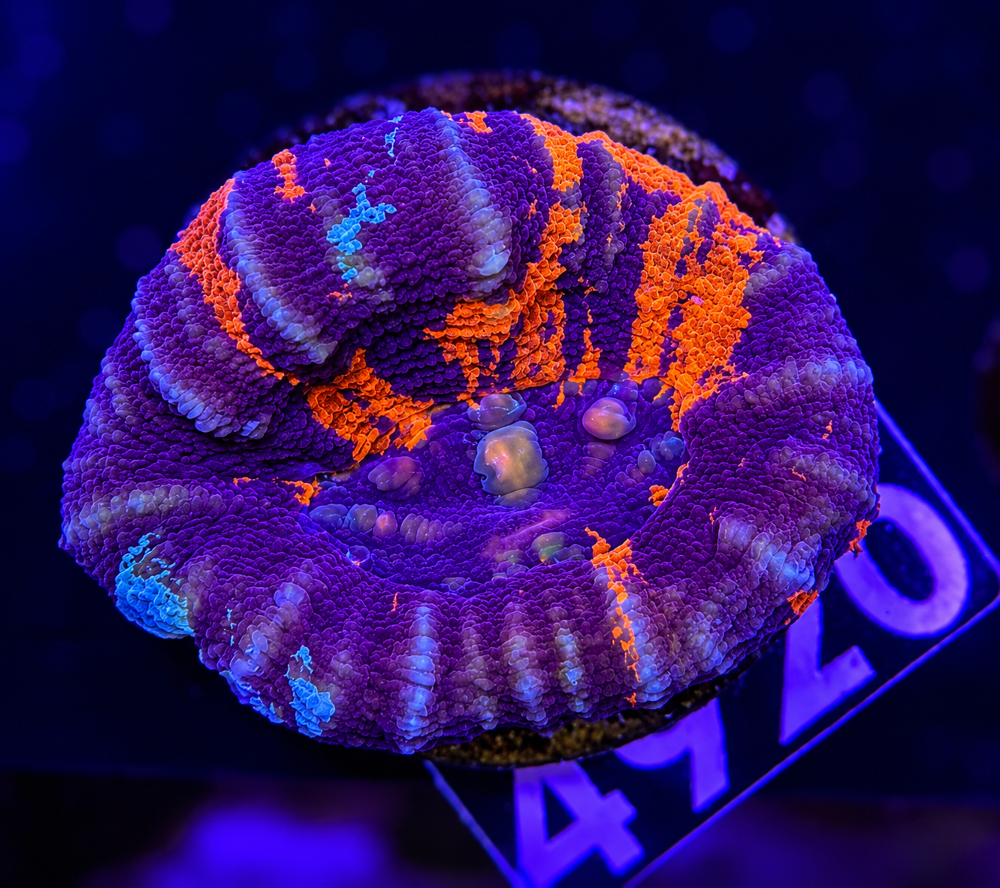 FMC Scolymia australis warpaint