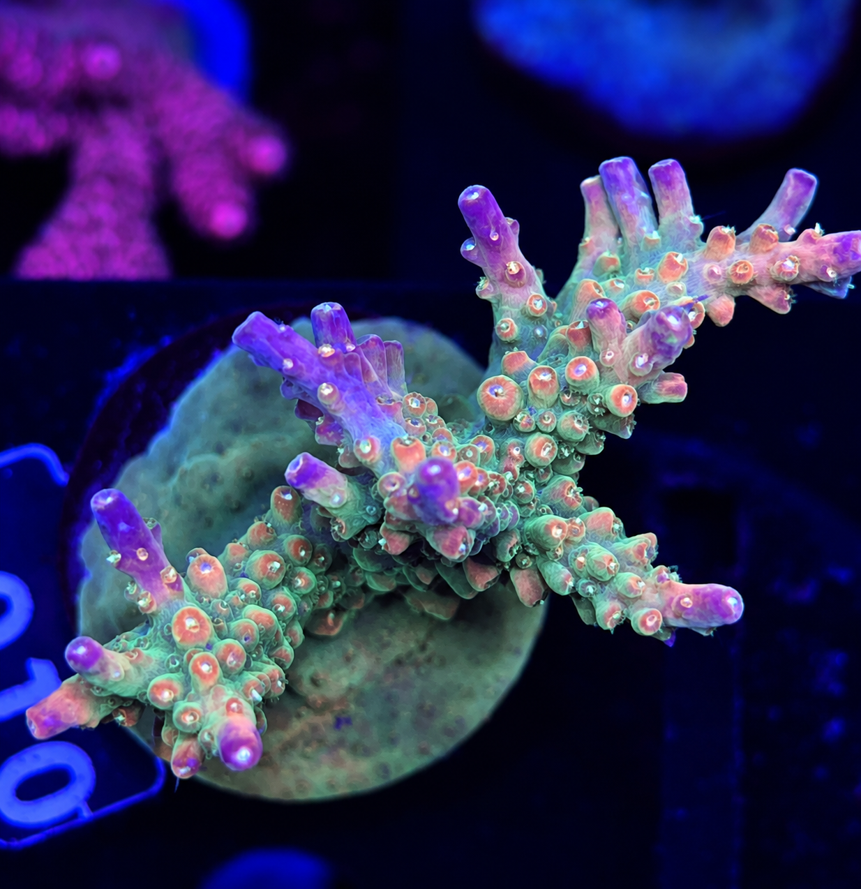 FMC Acropora divaricata Mango Garden