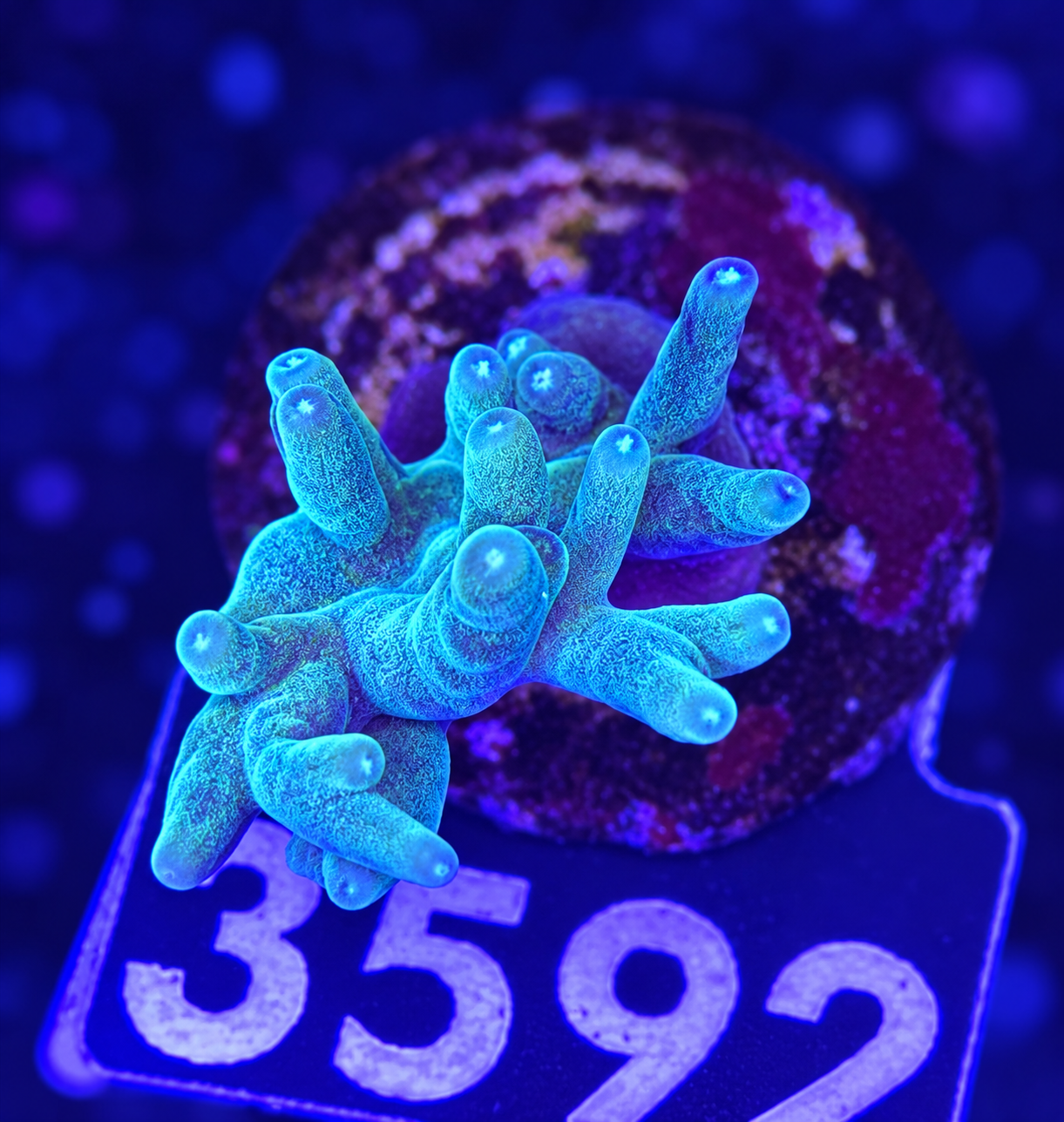FMC Acropora caroliniana