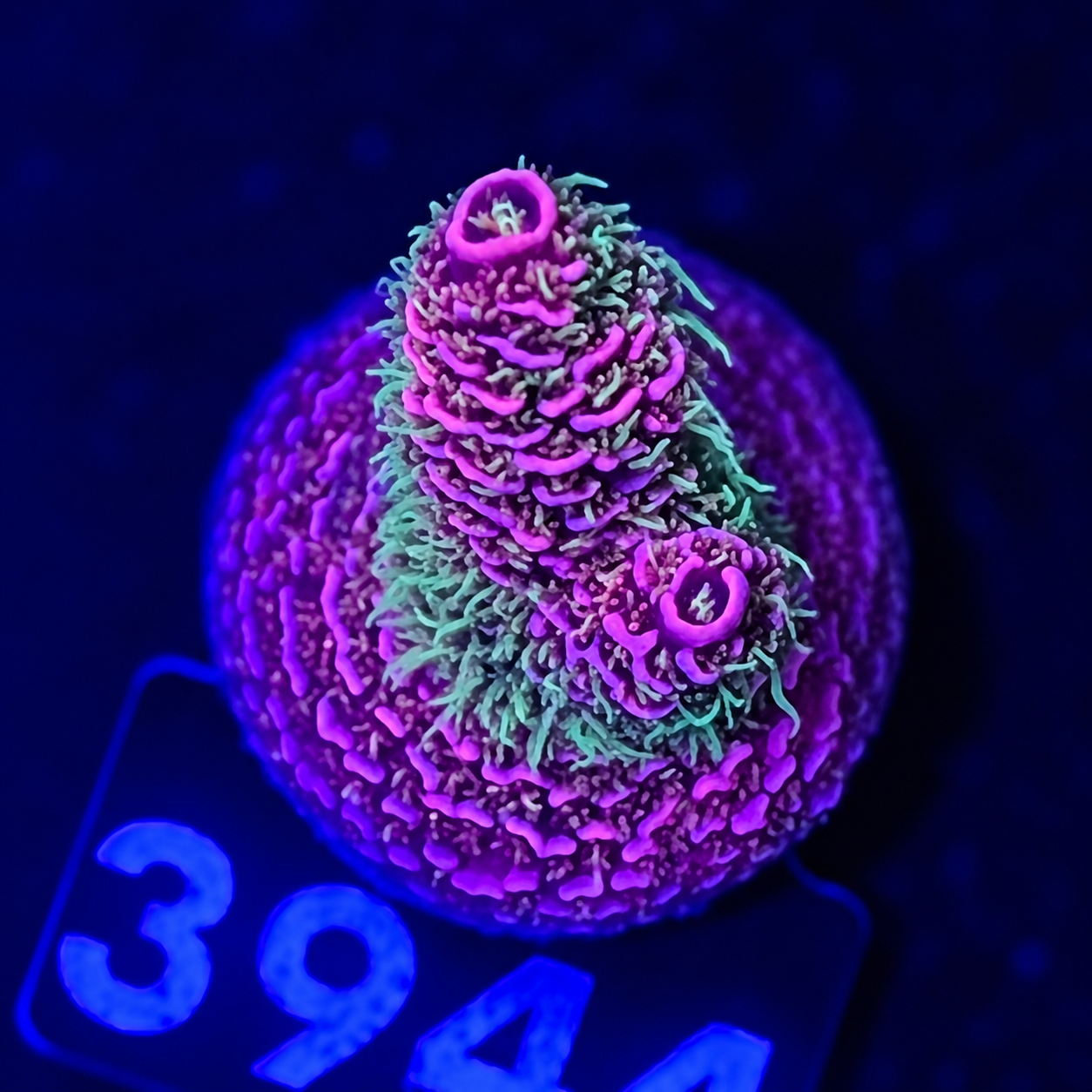 FMC Acropora millepora red green polyps