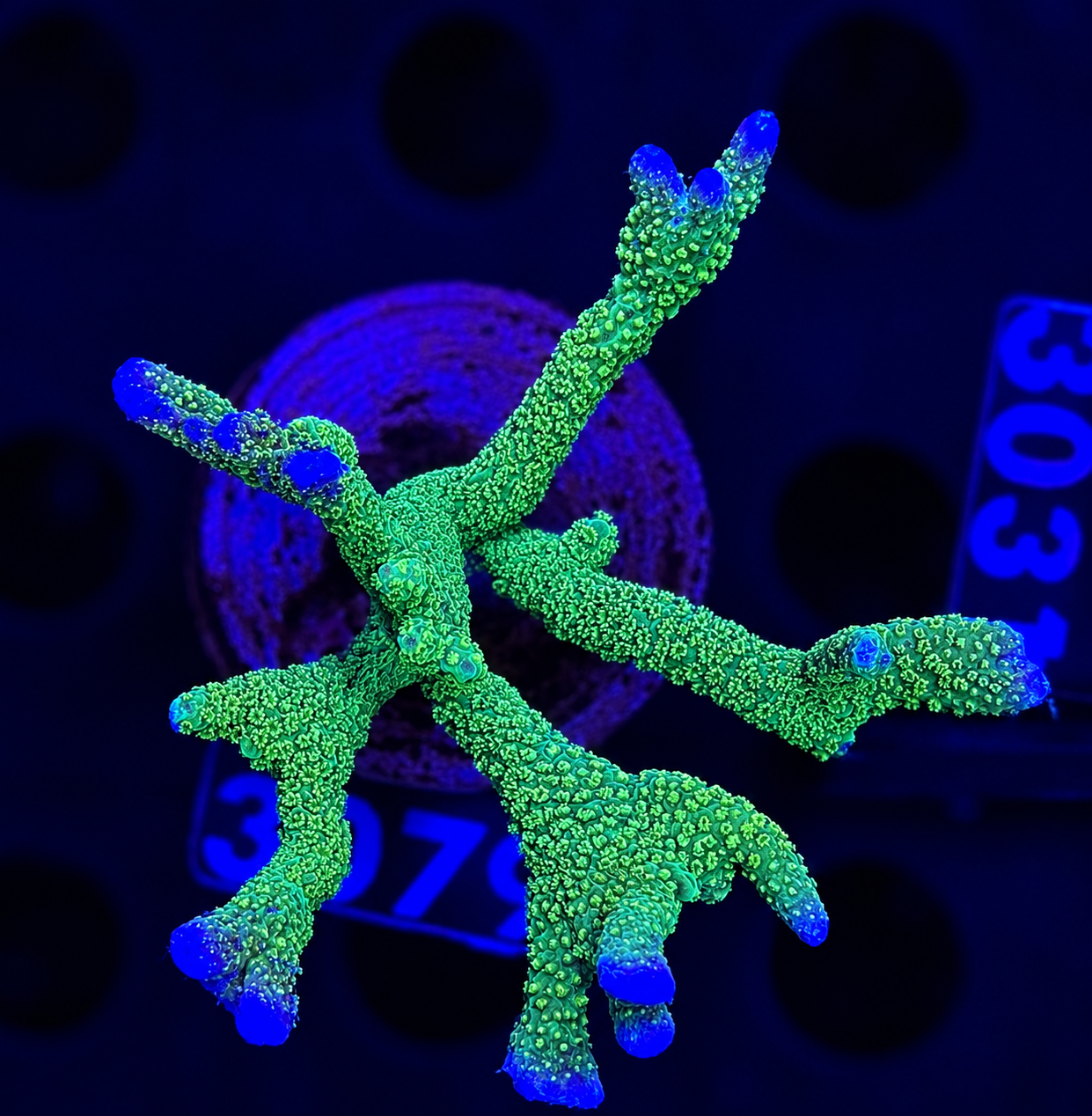 FMC Montipora digitata green