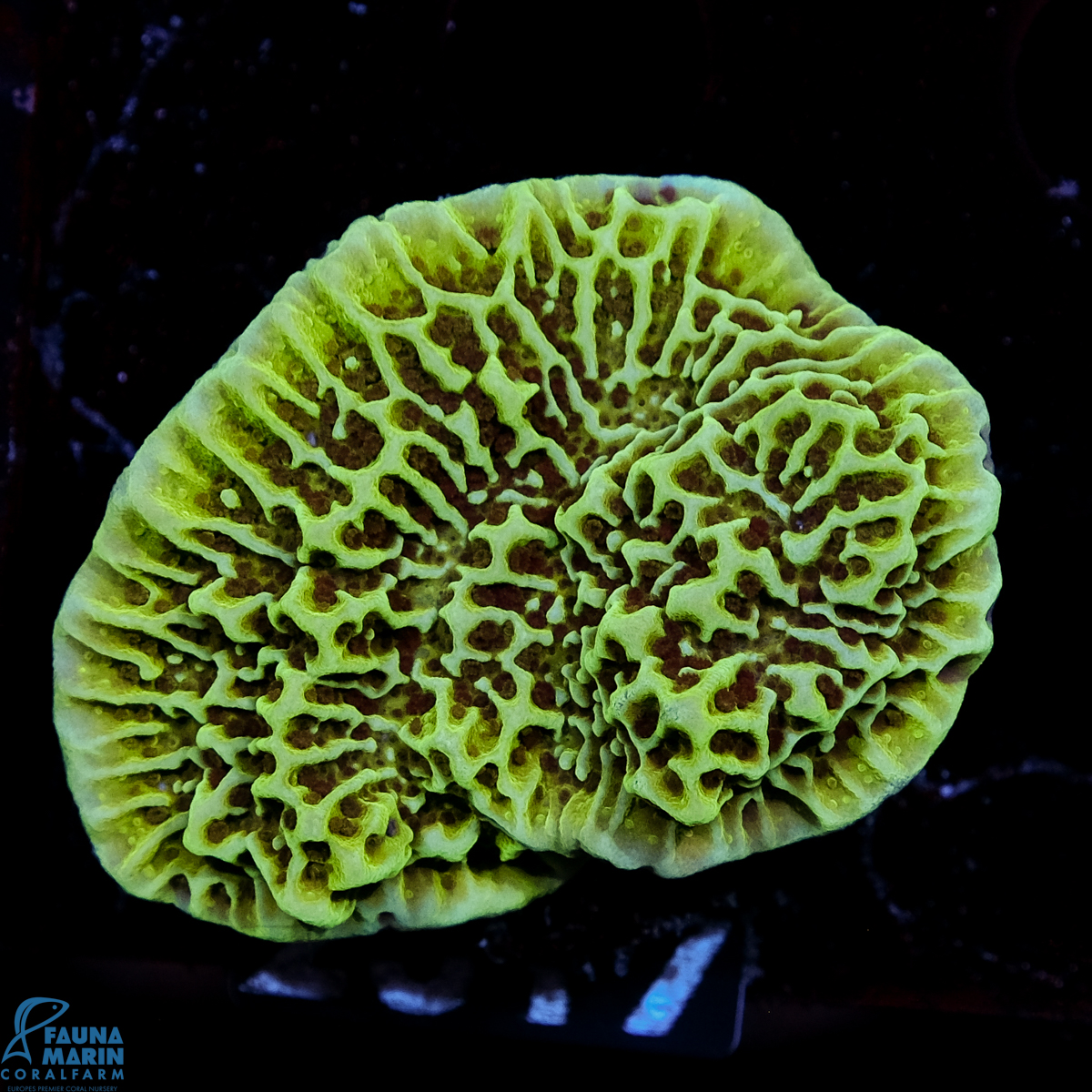 FMC Montipora undata Ocean Waves V
