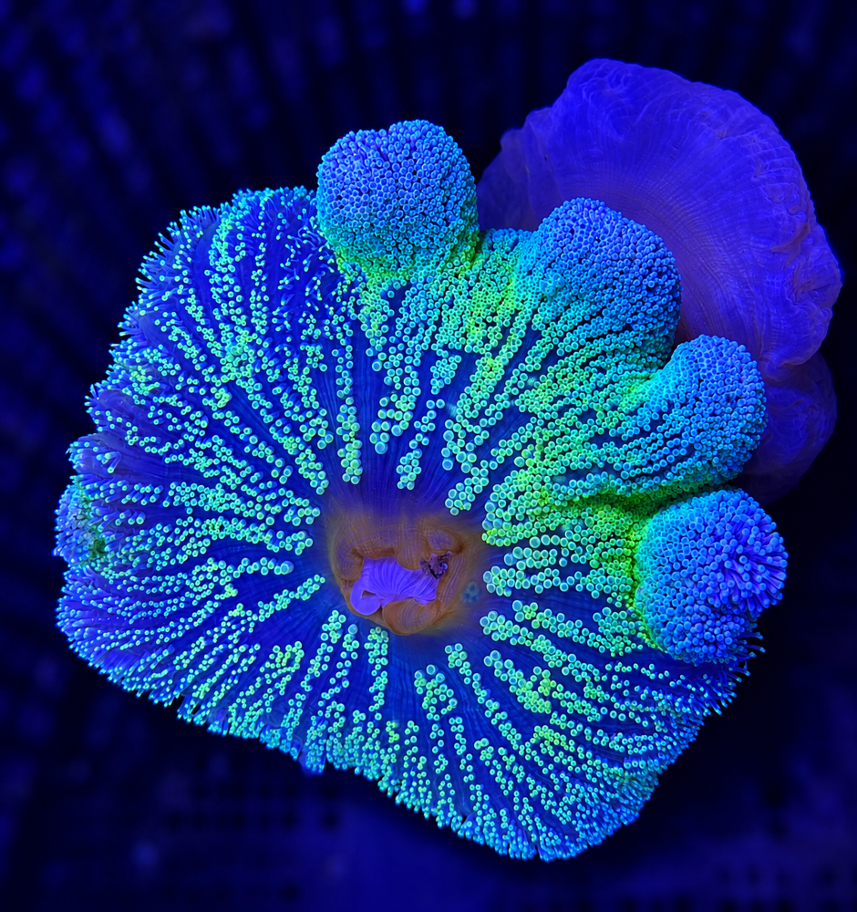 FMC Stichodactyla haddoni neon green