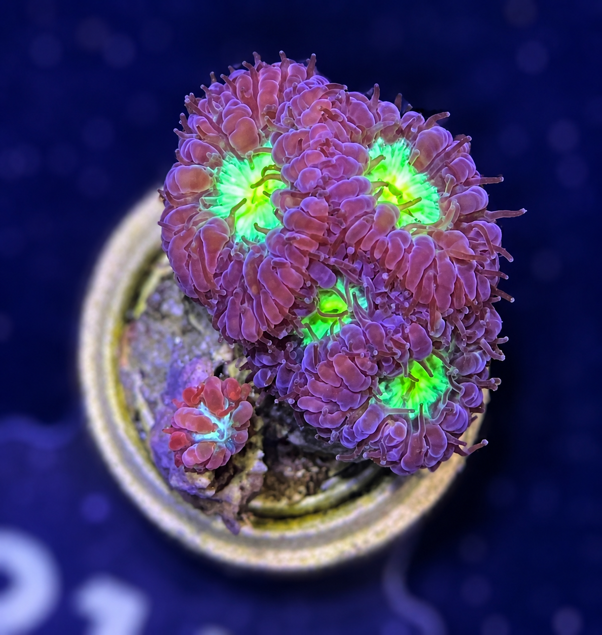 FMC Blastomussa Merletti