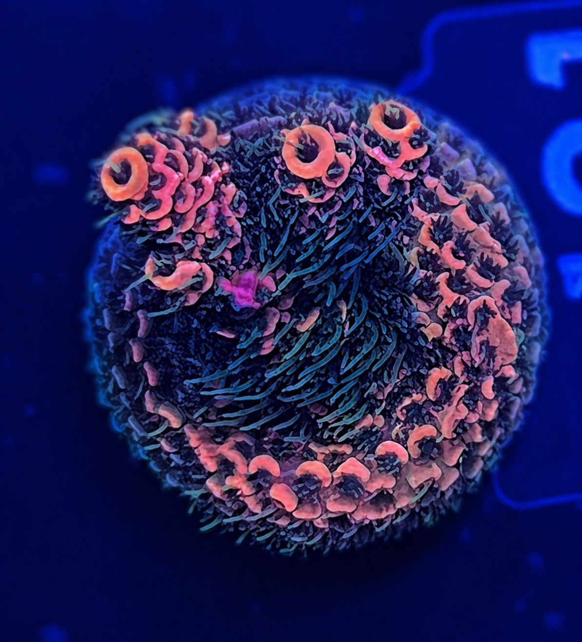FMC Acropora millepora yellow green
