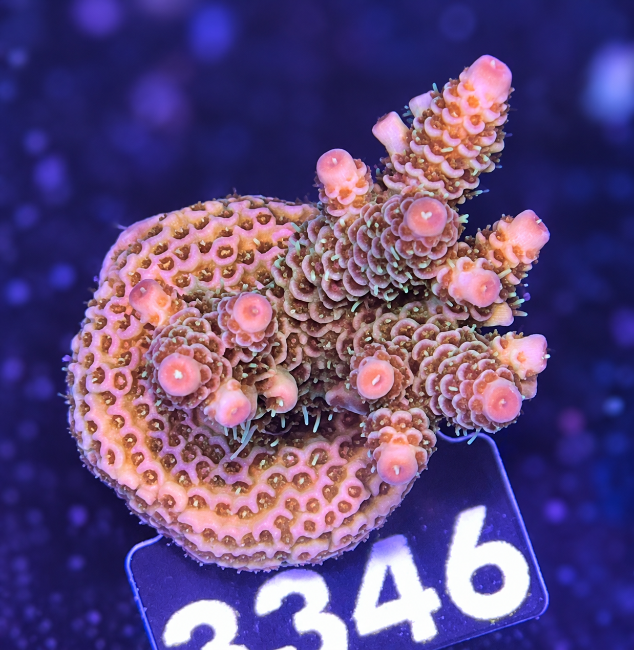FMC Acropora millepora