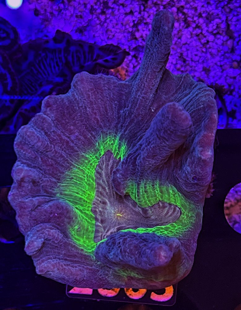 FMC Pectinia alcicornis - Kamm-Koralle