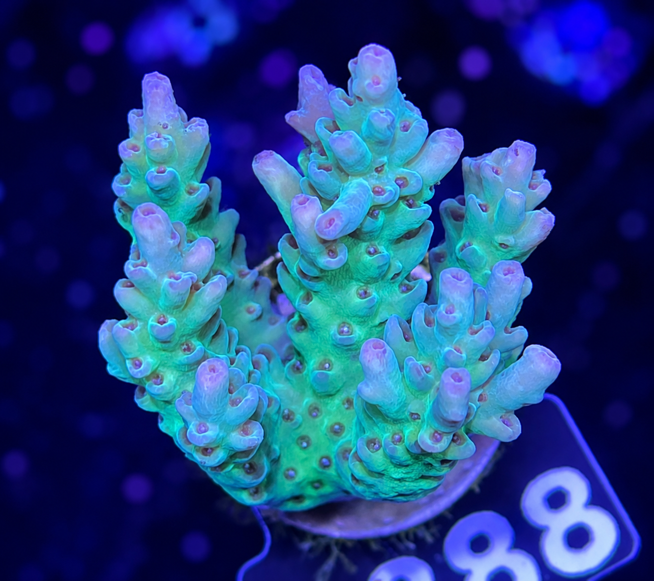FMC Acropora sp
