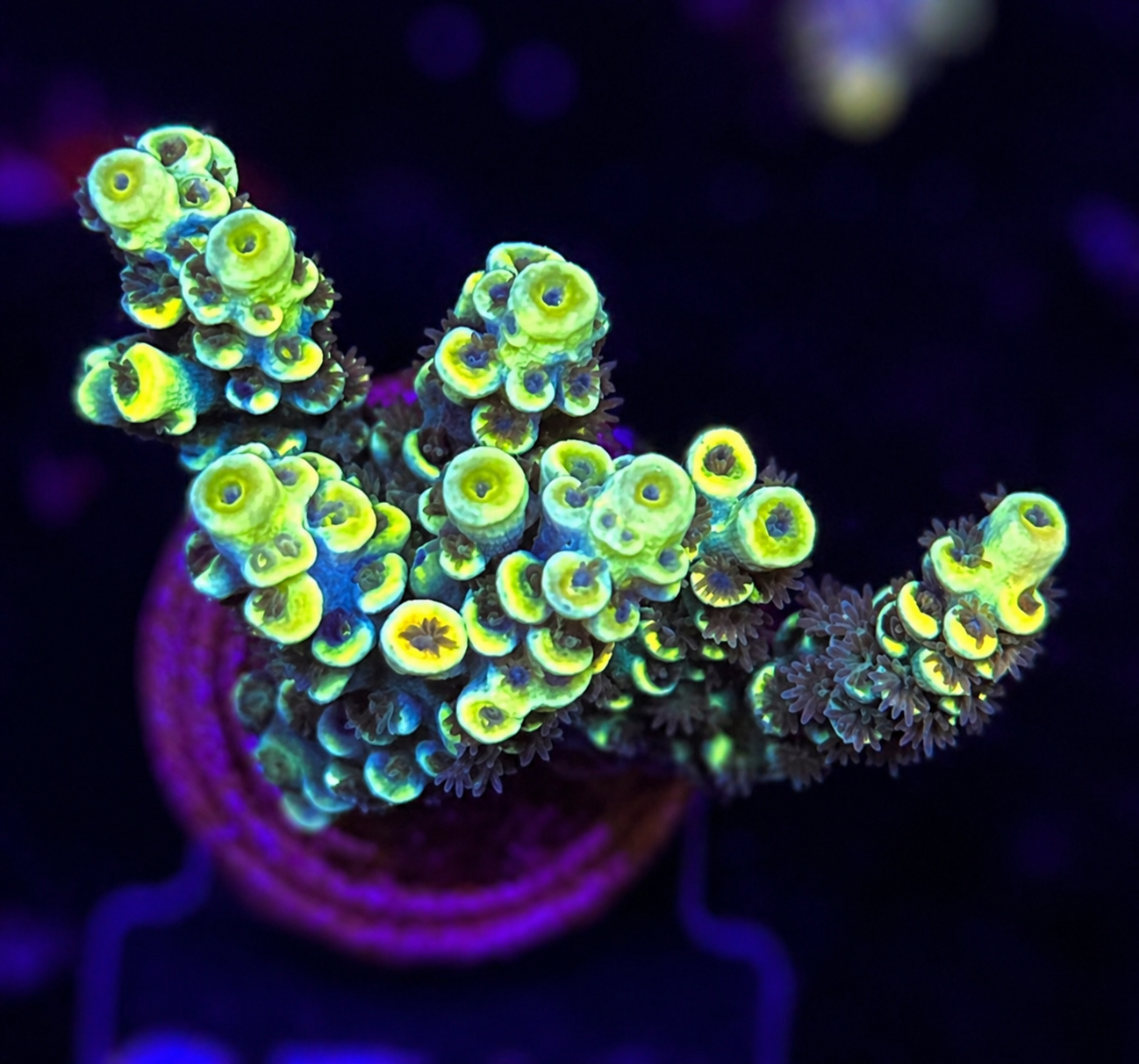 FMC Acropora tenuis yellow