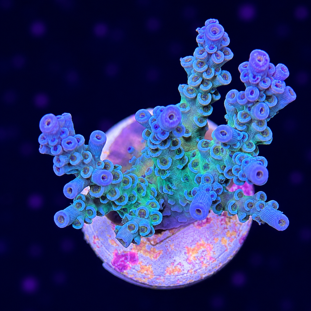 SciReef Acropora kenti Grade 1 Twin