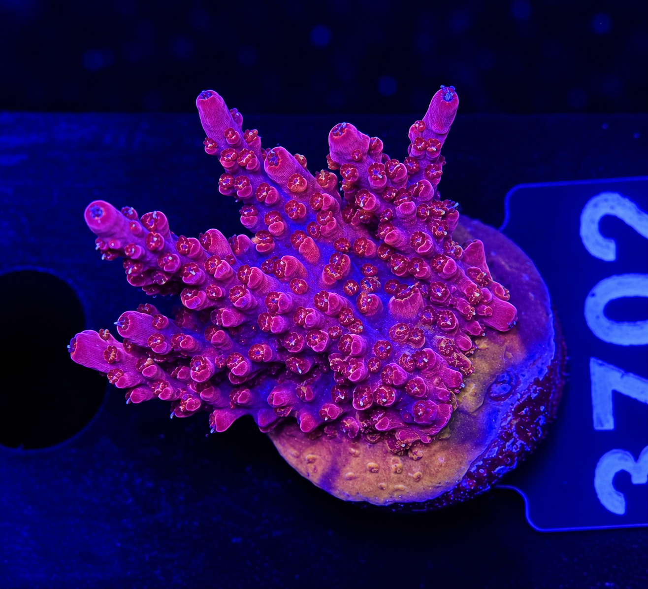FMC Acropora divaricata  dark red
