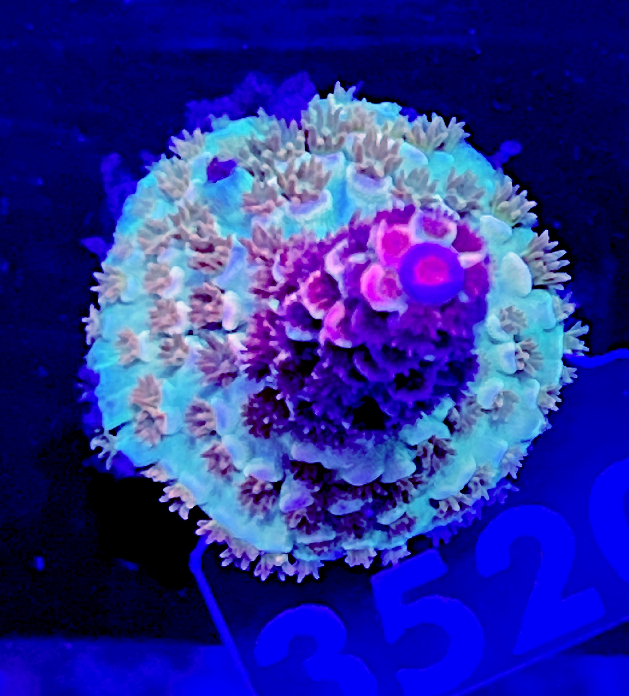 FMC Acropora tenuis