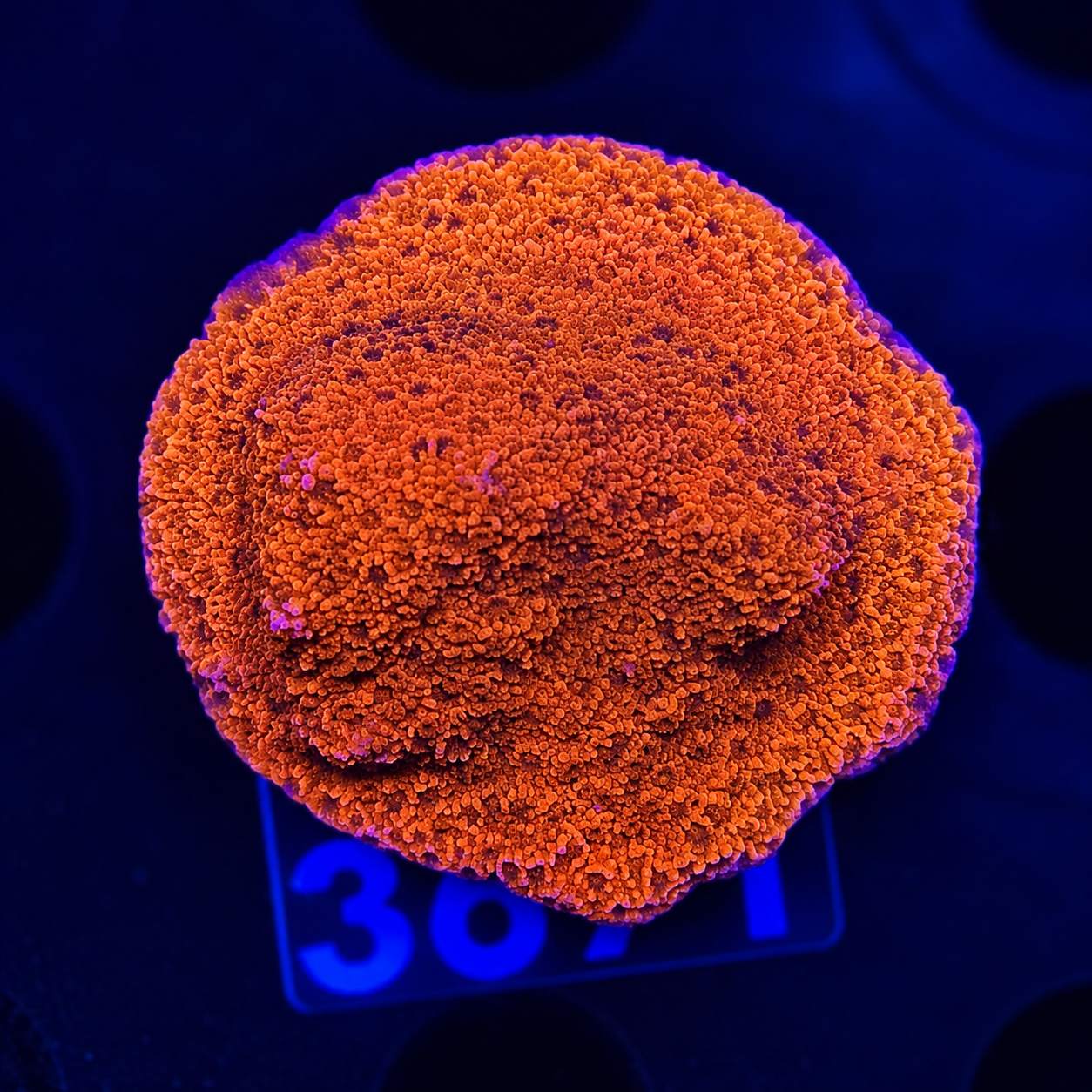 FMC Montipora Aussi Super red