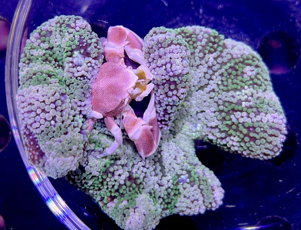 Stichodactyla haddoni - Teppichanemone + Neopetrolisthes oshimai