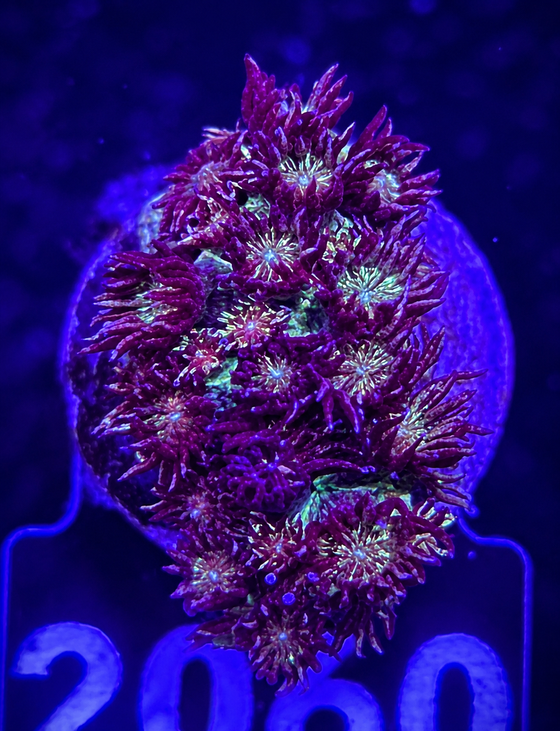 FMC Goniopora Glitter