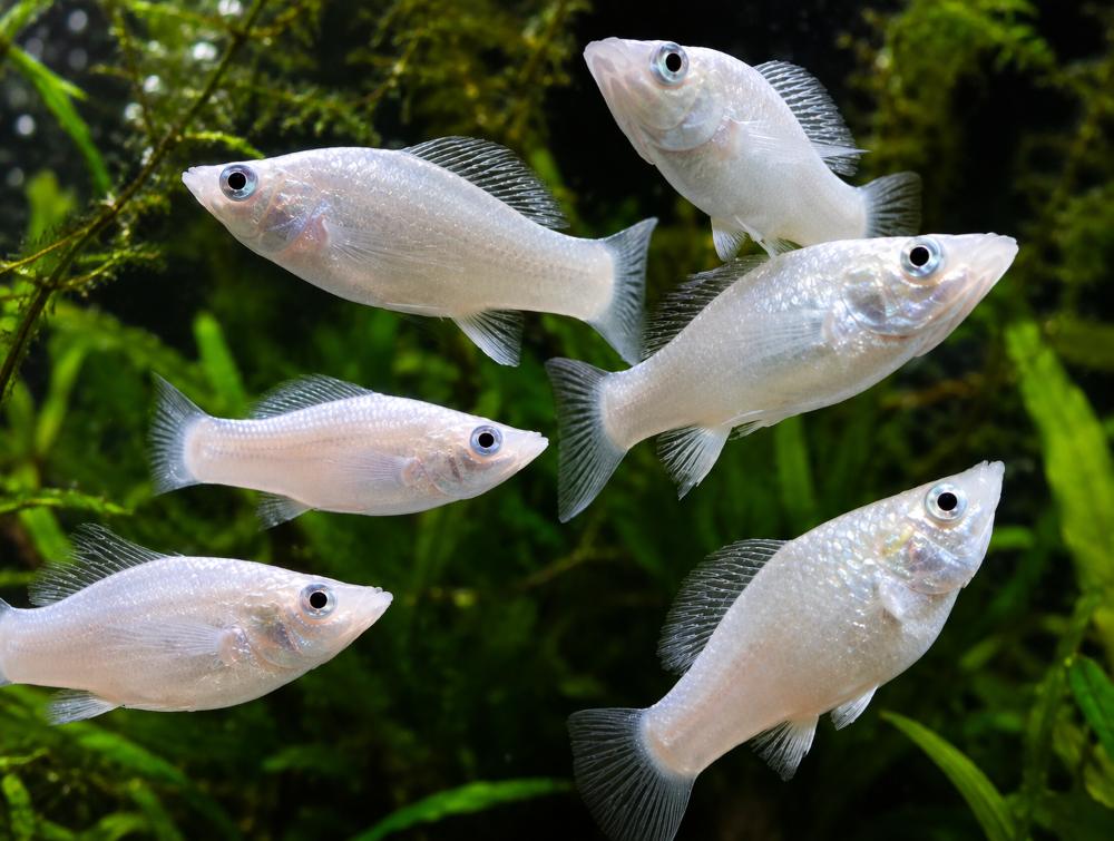 Poecilia sphenops - Silber-Molly- Weibchen (NZ Salzwasser)