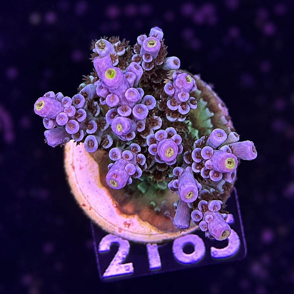SciReef Acropora kenti Grade 2 Twin