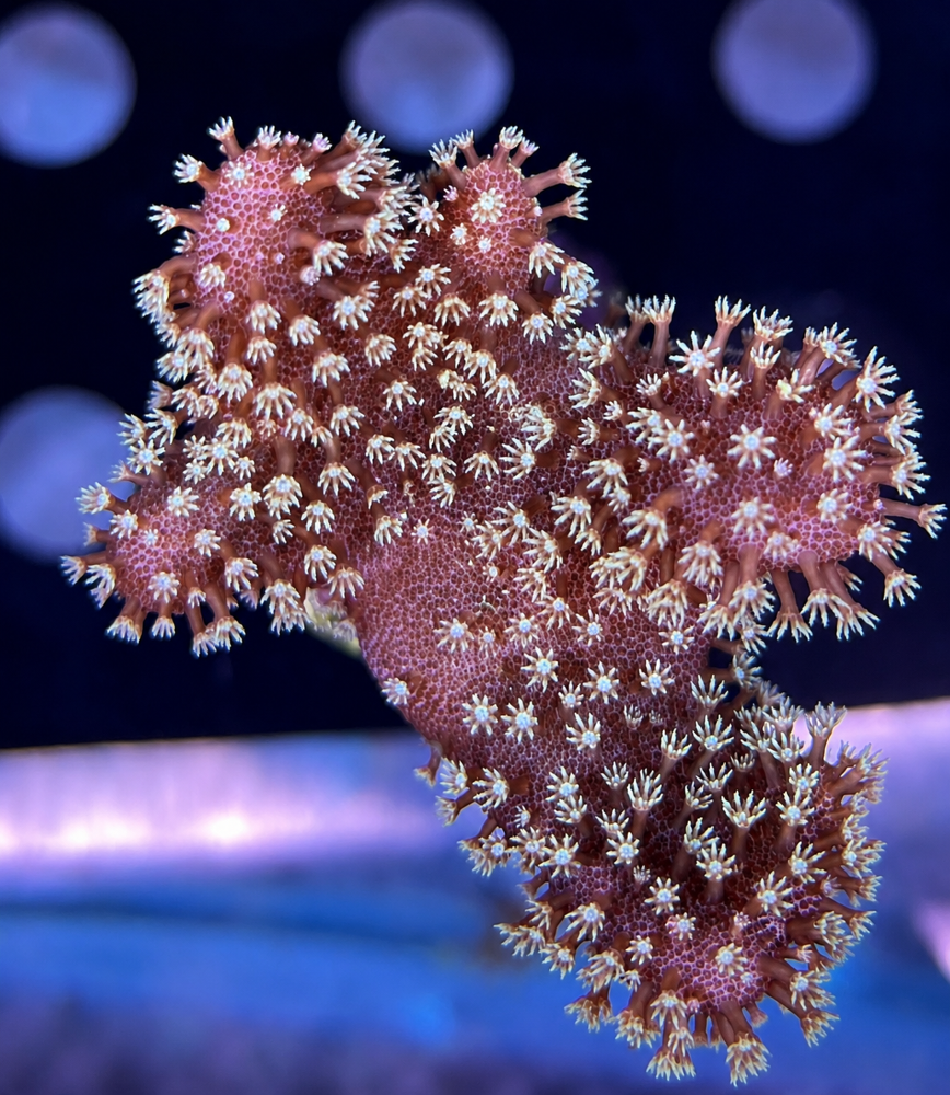 FMC Lobophytum littlle Star V