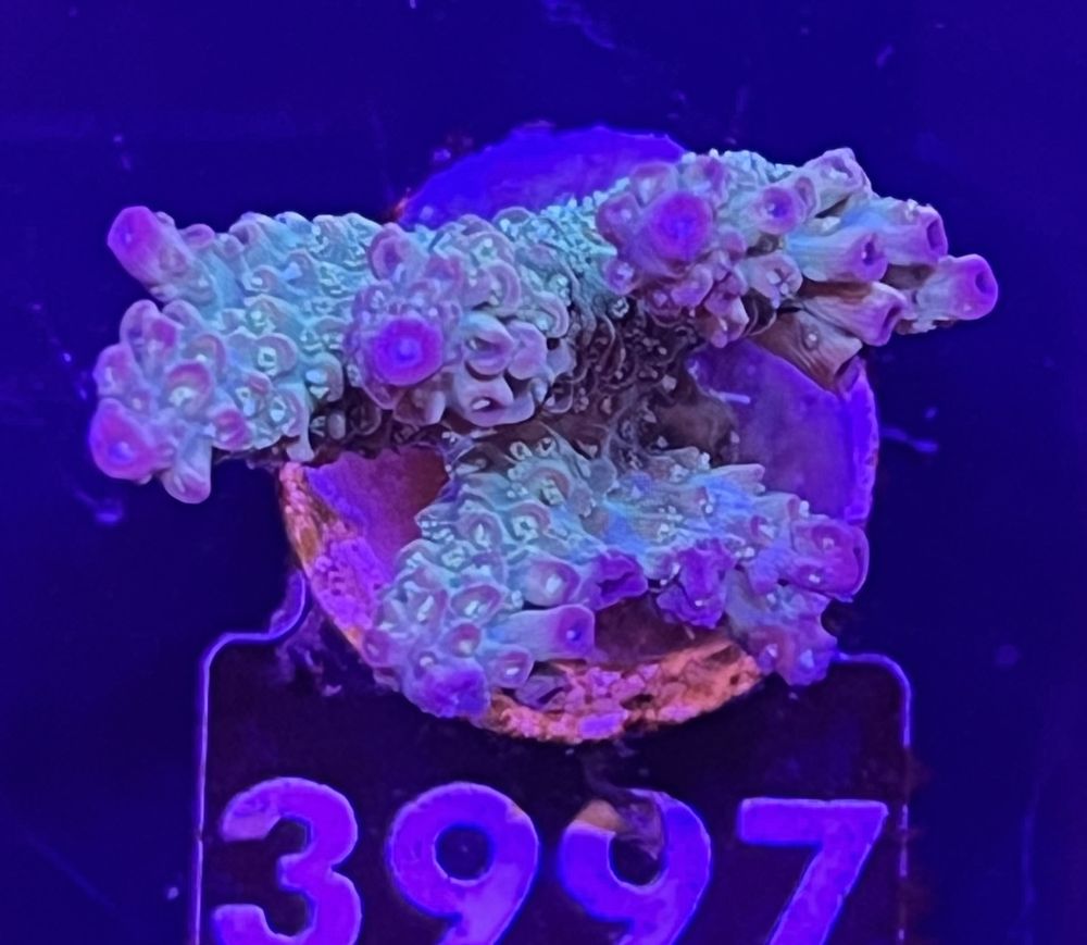 FMC Acropora vividis confetti