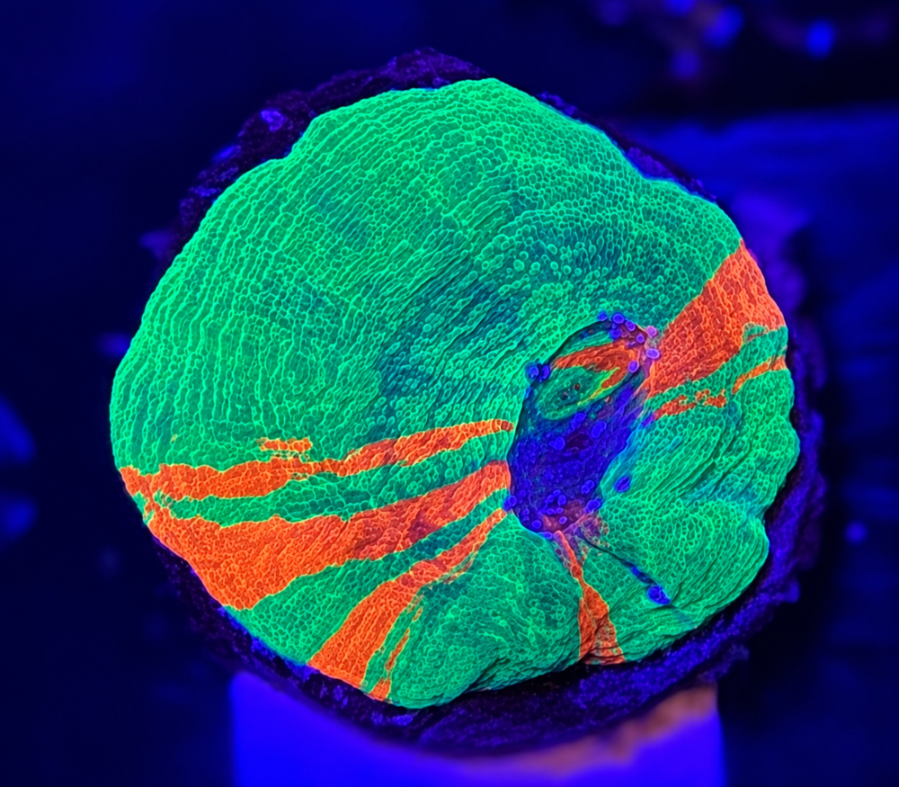 FMC Scolymia australis Bleeding Apple