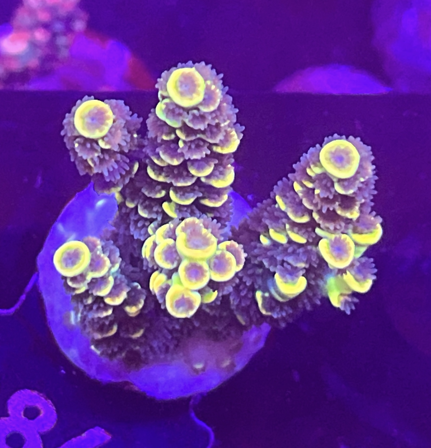 FMC Acropora tenuis yellow dark polyps