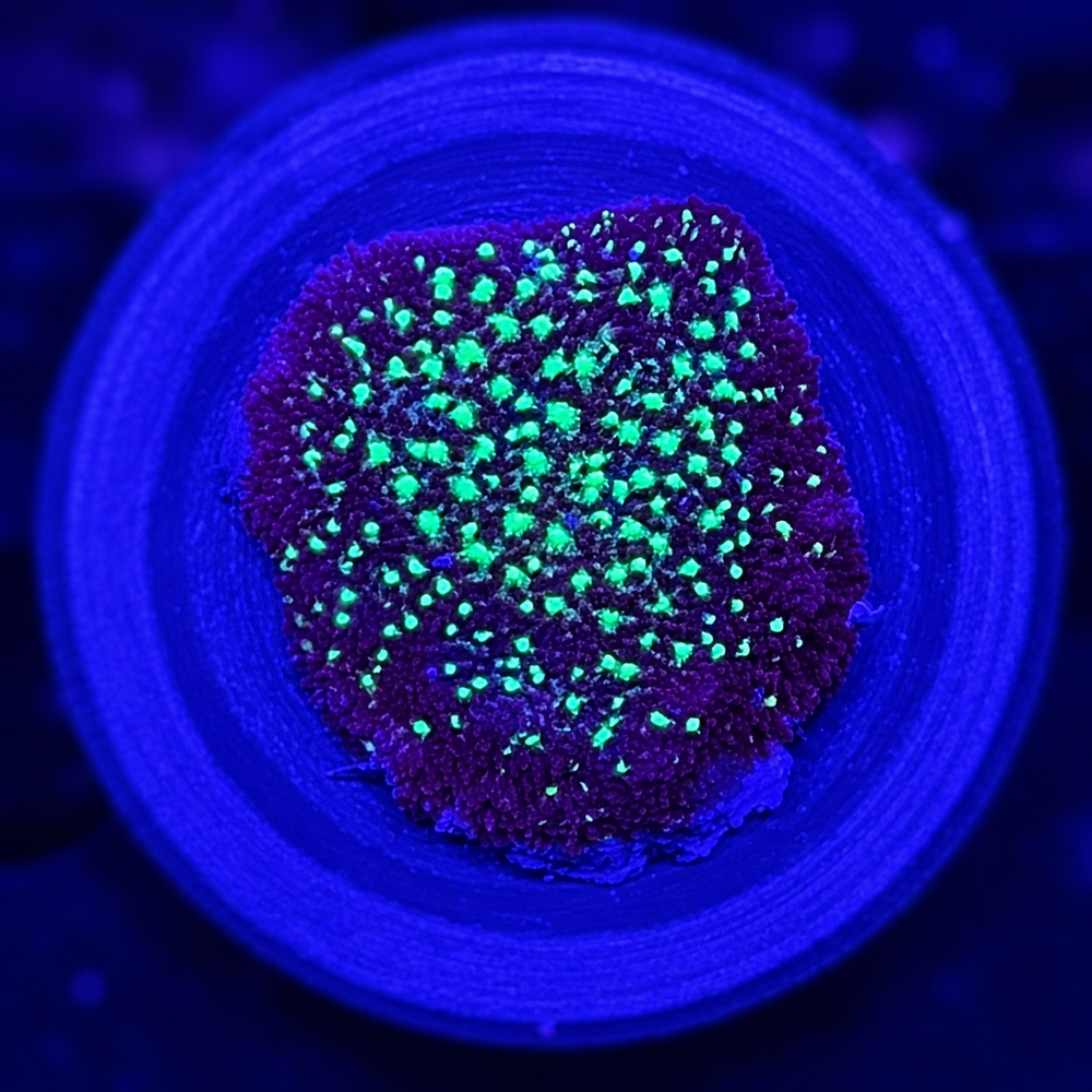 FMC Psammocora Galaxy + Coral Mount V
