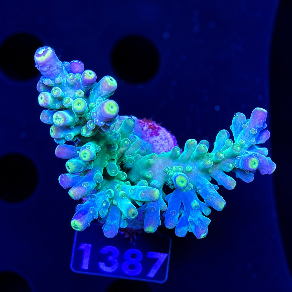 SciReef Acropora austera Grade 1 Twin