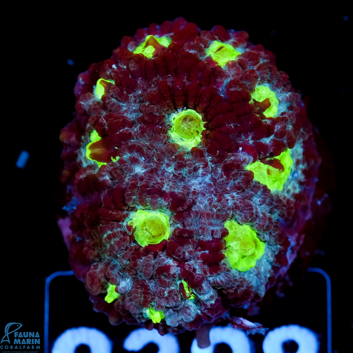 FMC Goniastrea Glowing Monster