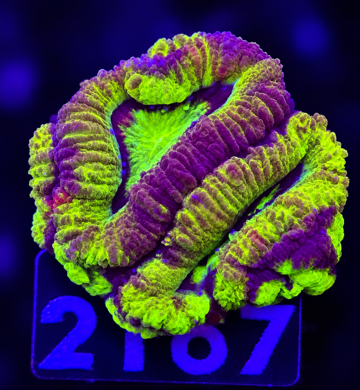 FMC Micromussa Lordhowensis