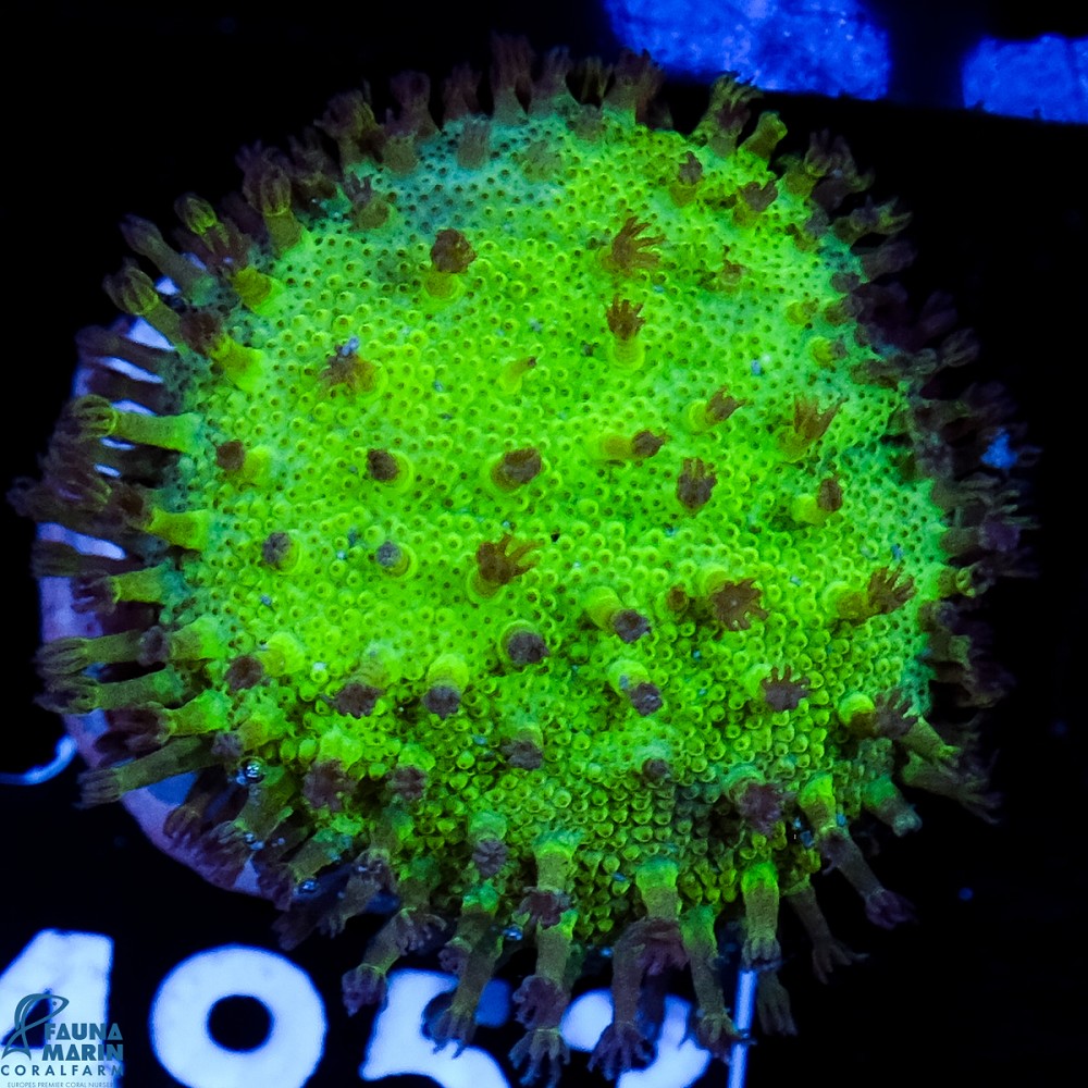 FMC Sarcophyton Fiji Ultra Green V