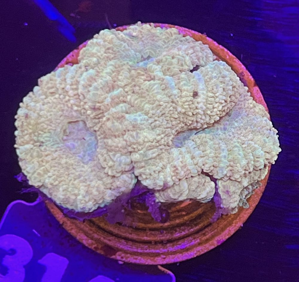 FMC Micromussa lordhowensis INDO