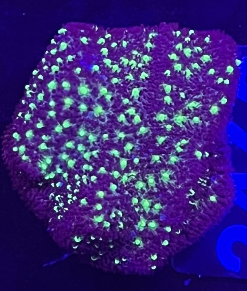 FMC  Psammocora Galaxy