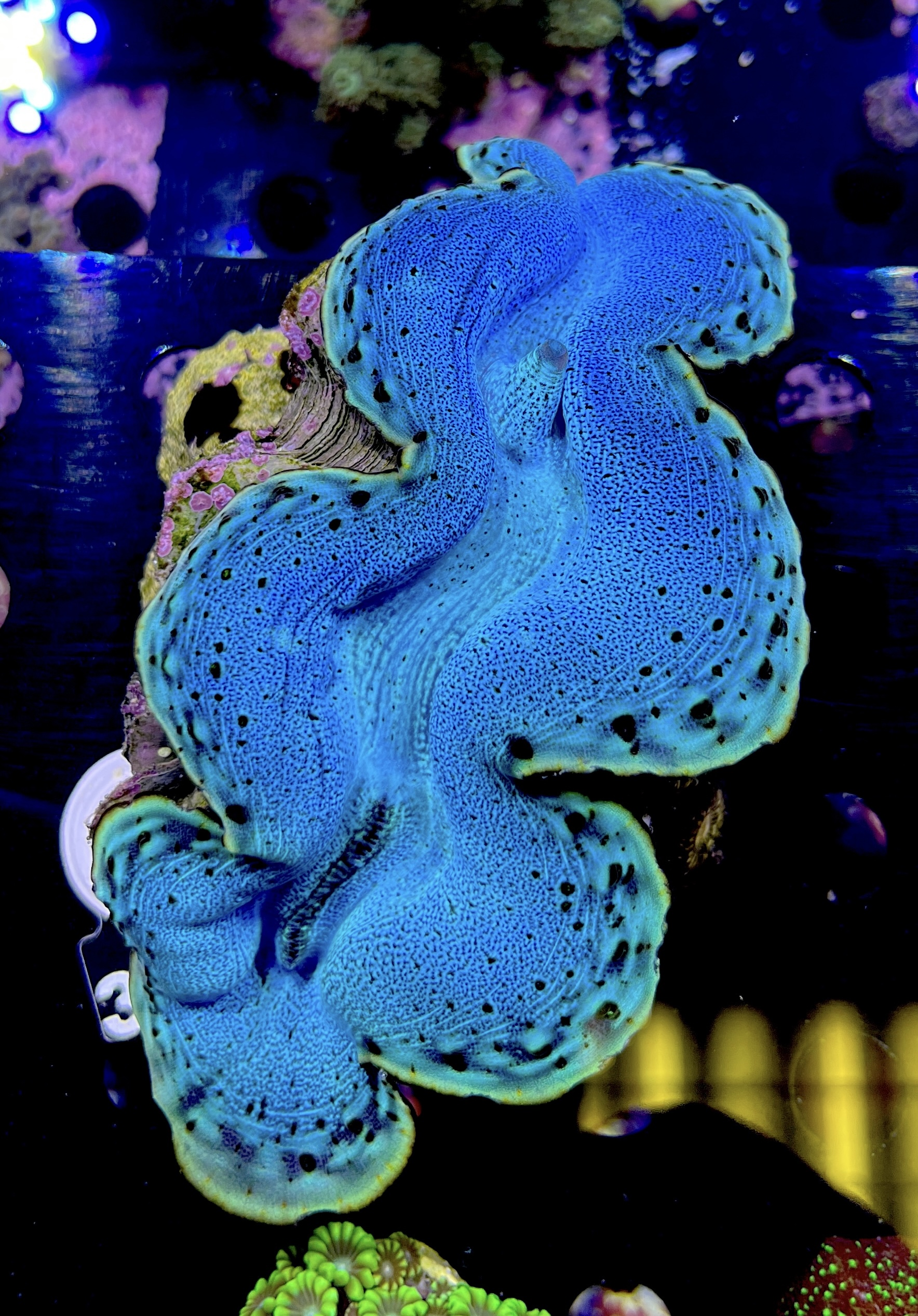 FMC  Tridacna maxima 13 cm