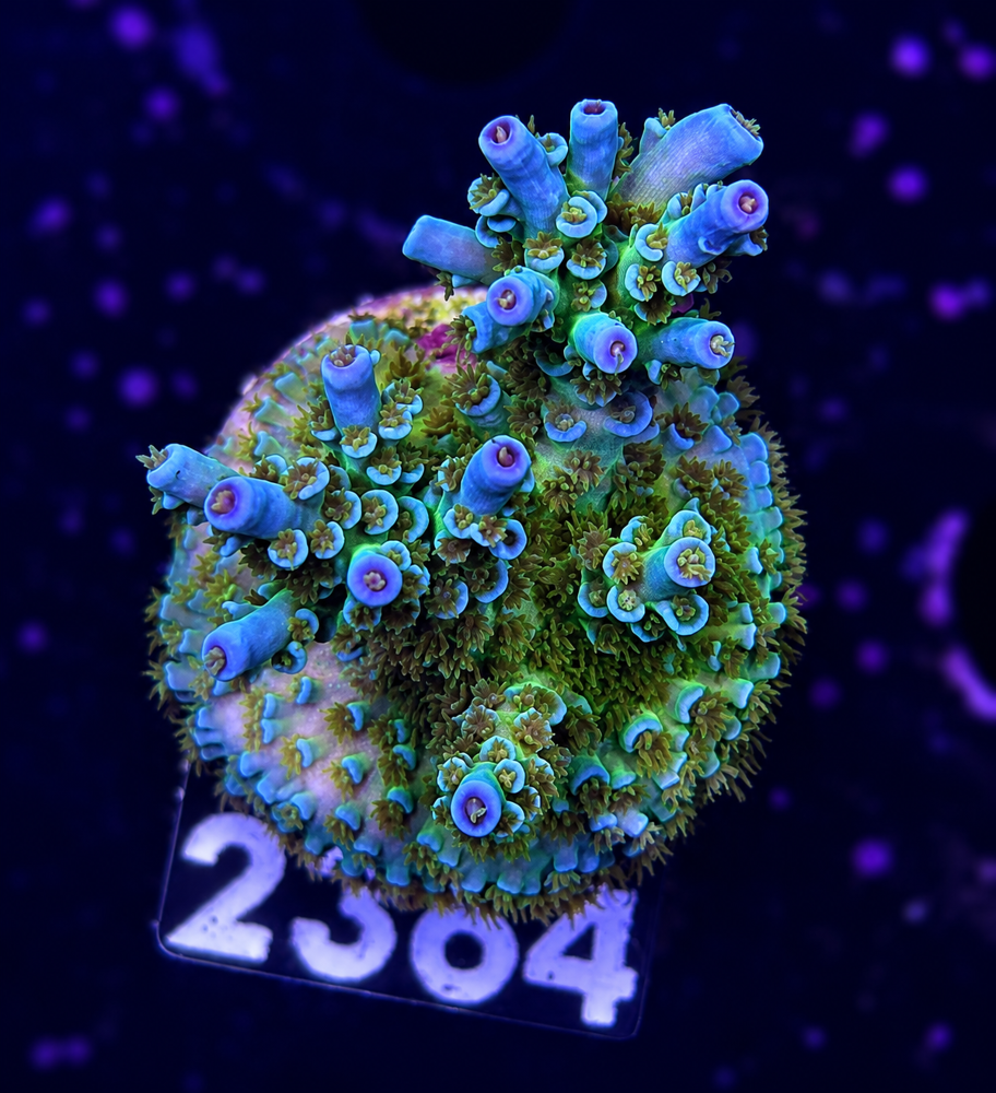 SciReef Acropora kenti Grade 1 Twin