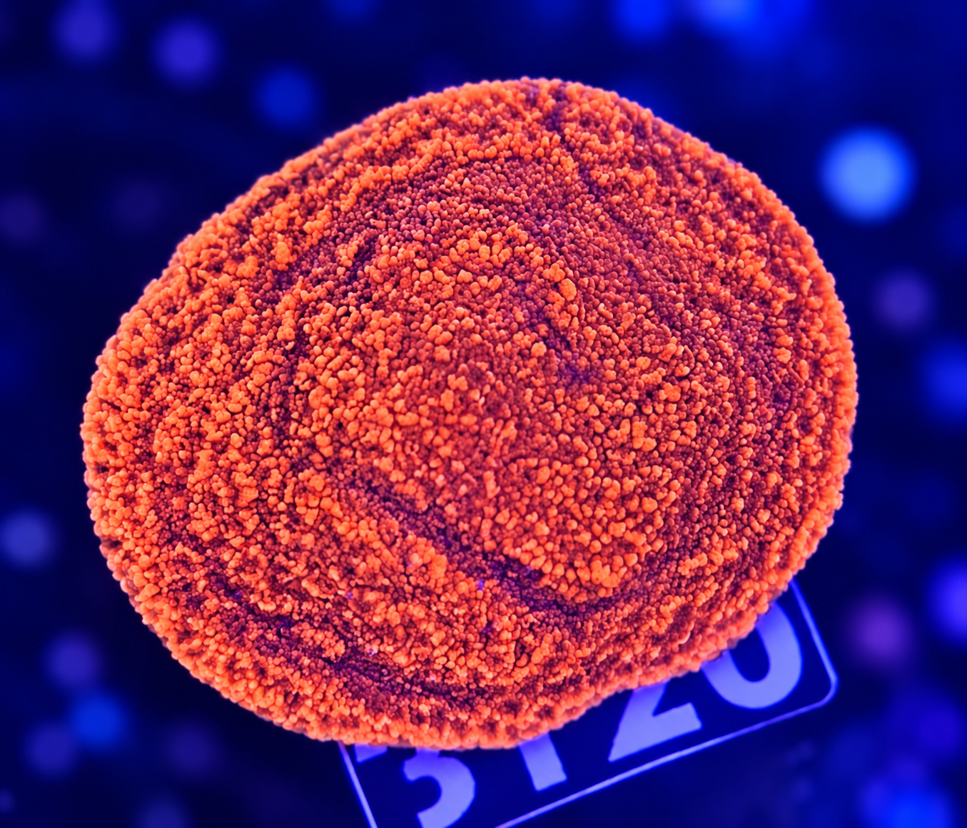FMC Montipora aussi encrusting super red