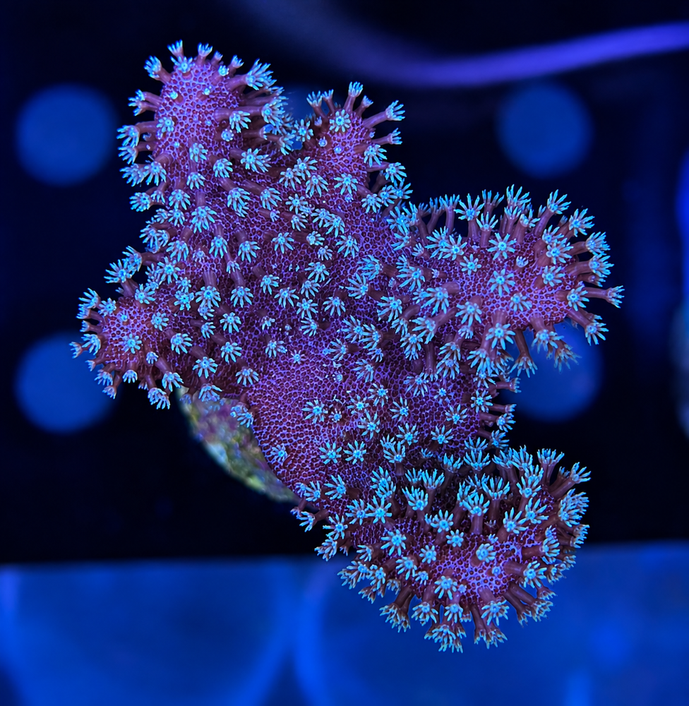 FMC Lobophytum littlle Star V