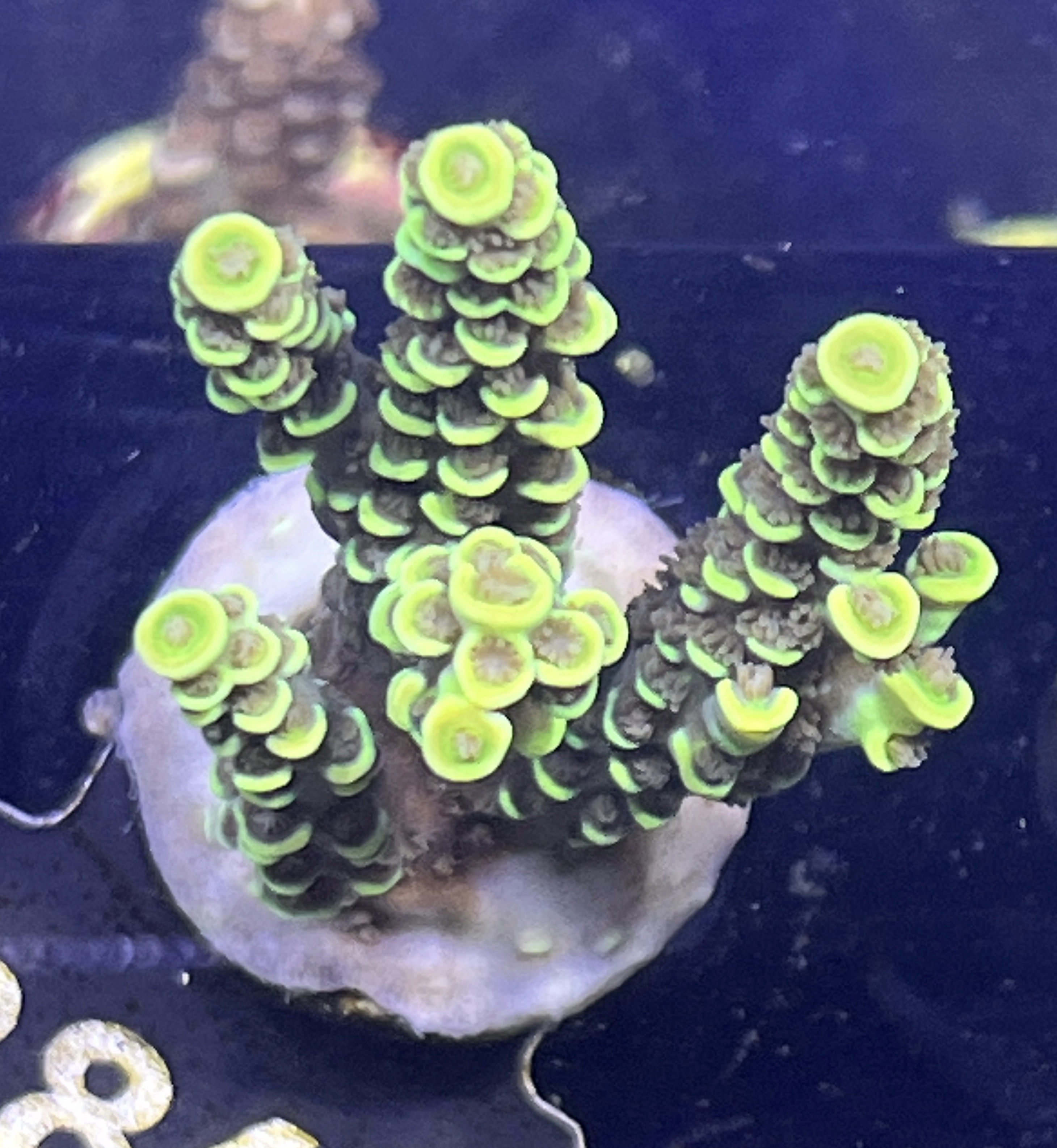 FMC Acropora tenuis yellow dark polyps V