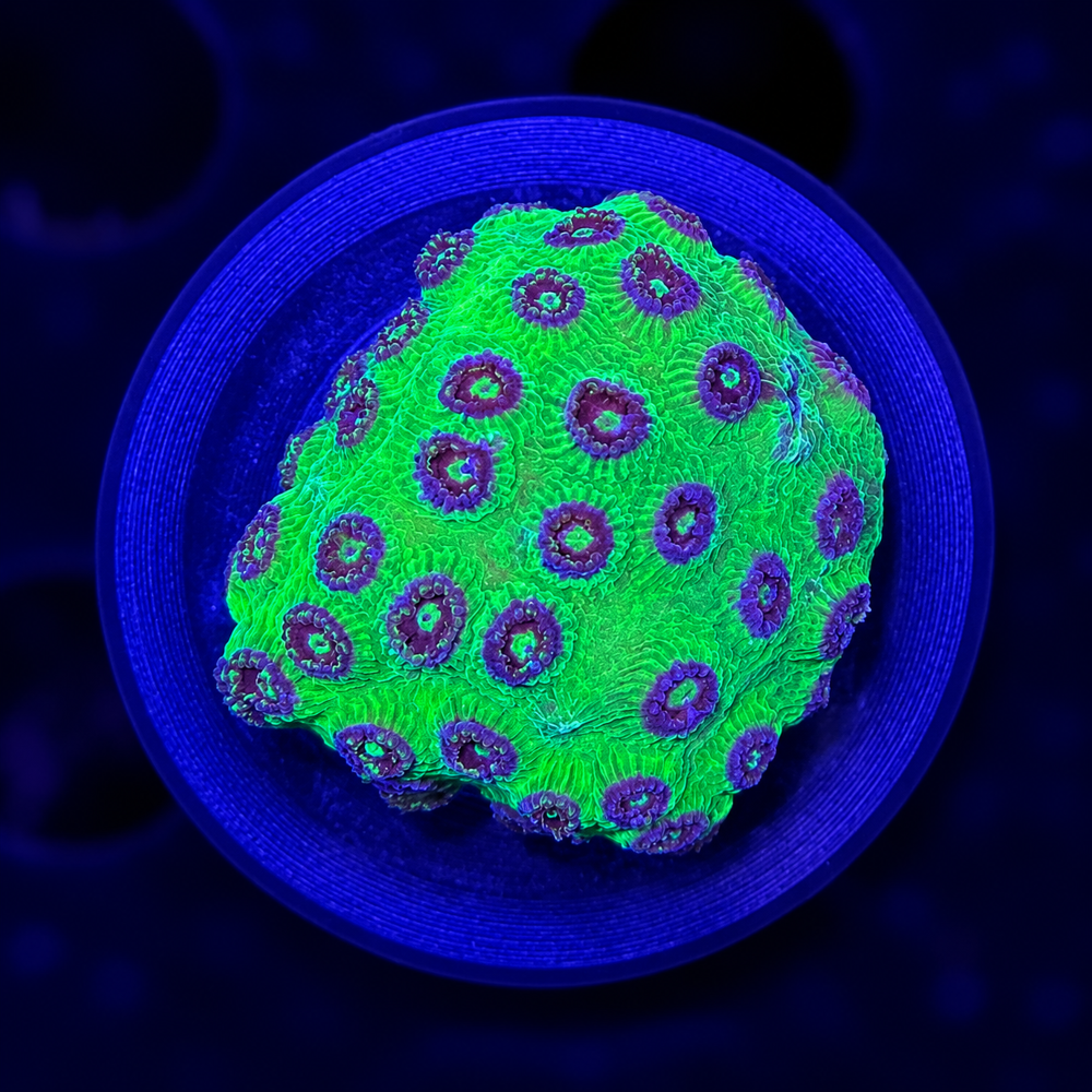 FMC Cyphastrea Green Goblin + Coral Mount
