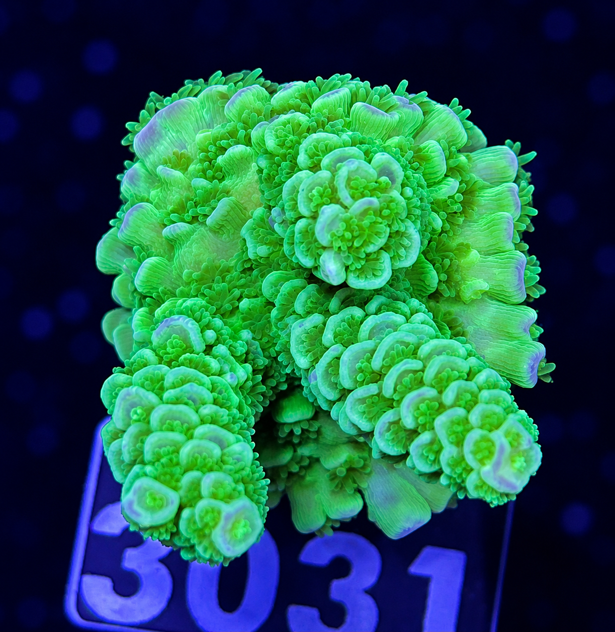FMC Acropora tenuis yellow green