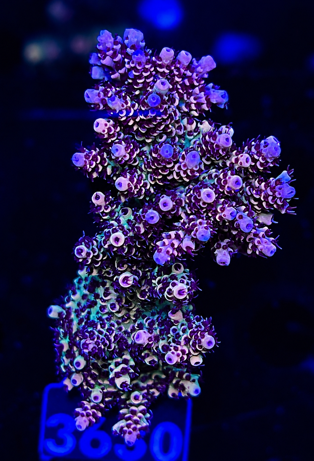 FMC Acropora mirabilis