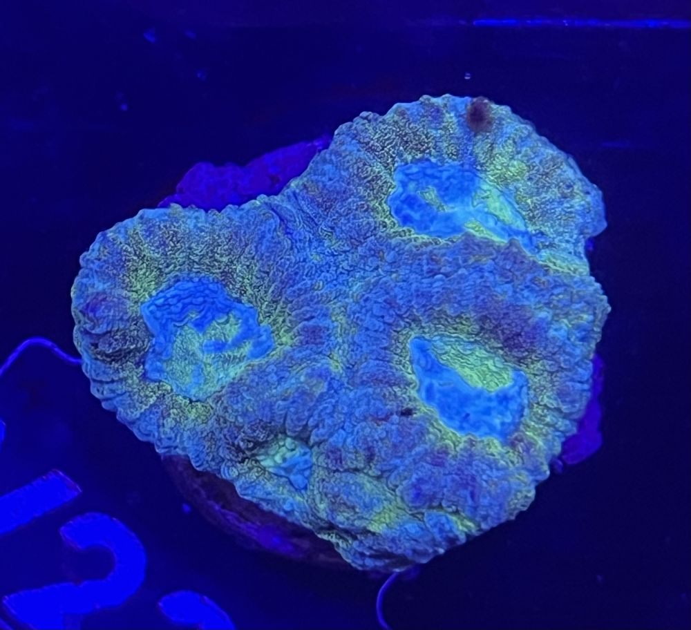 FMC Favia green grafted V