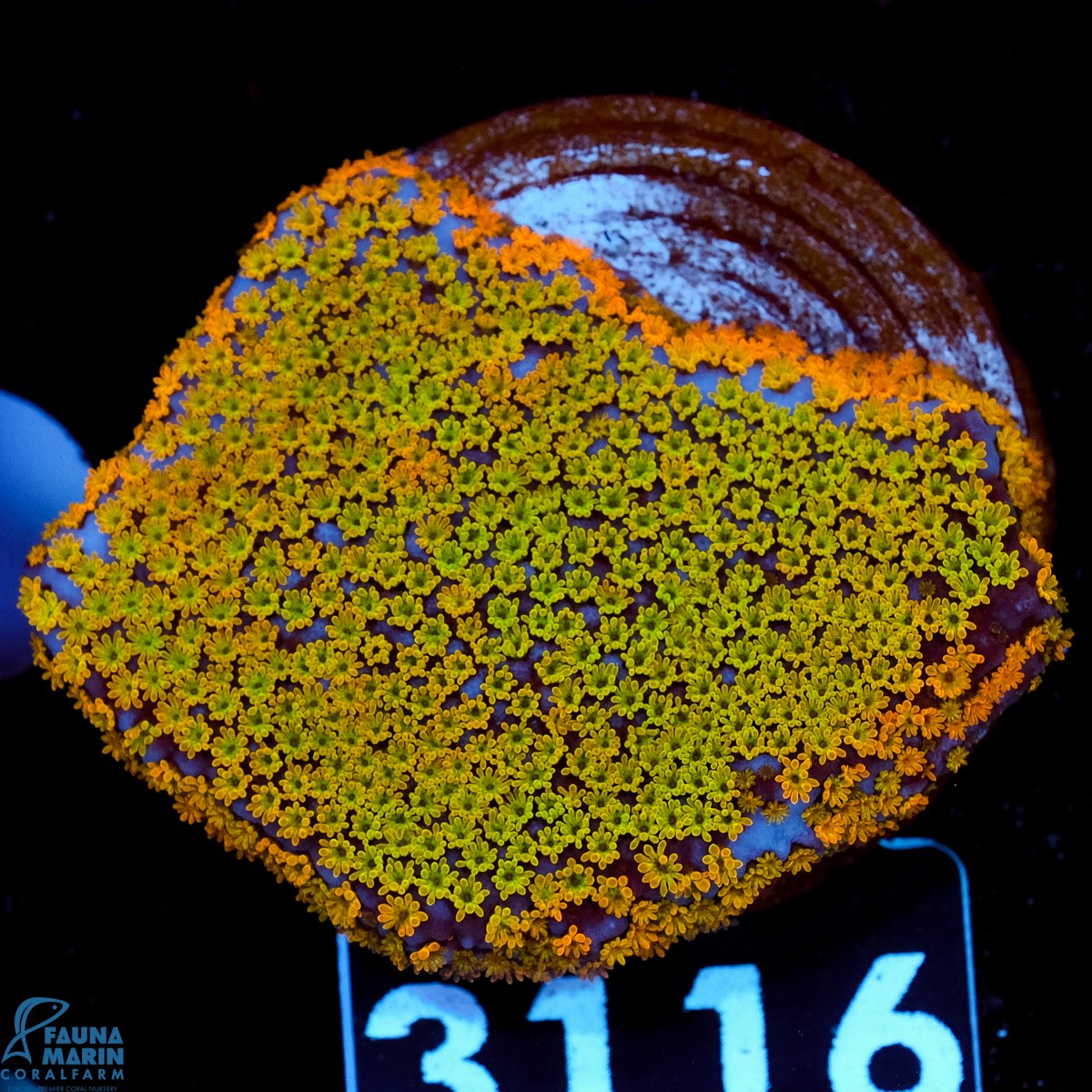 FMC Montipora Rainbow