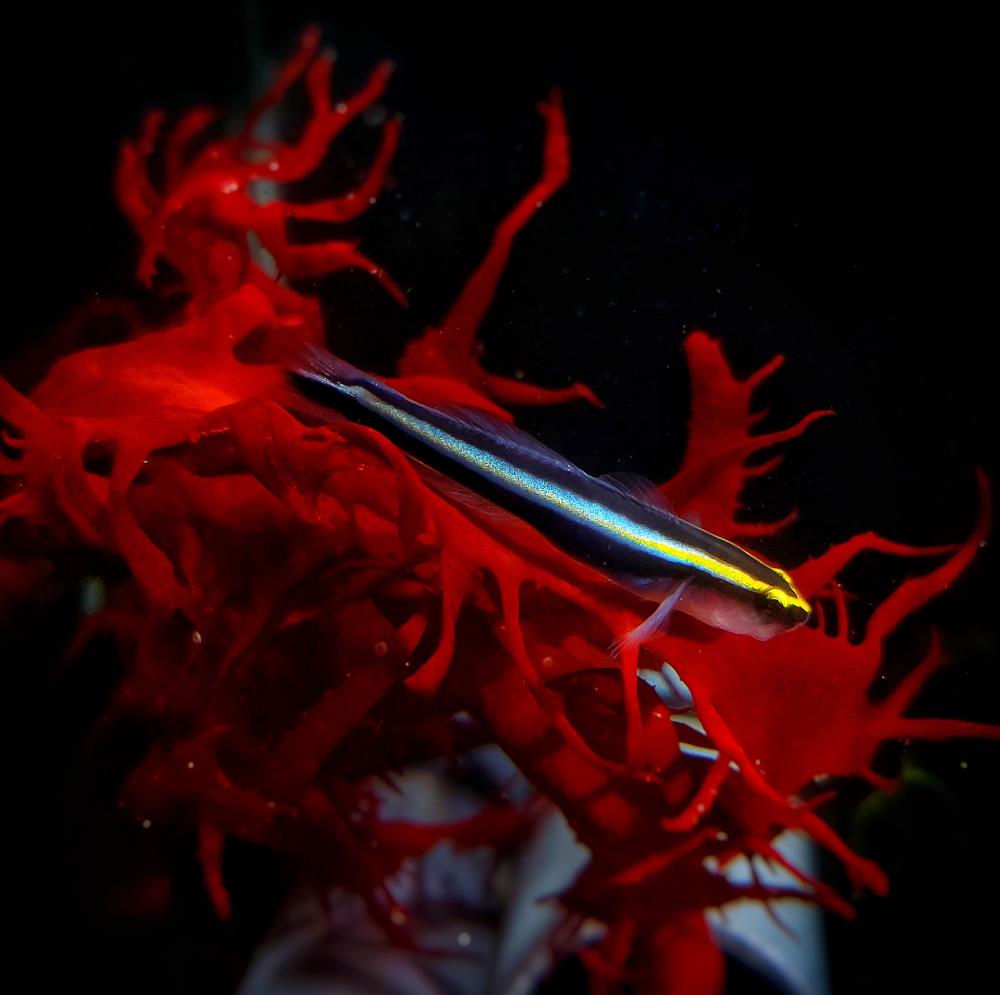 Elacatinus evelynae - Hainasengrundel NZ