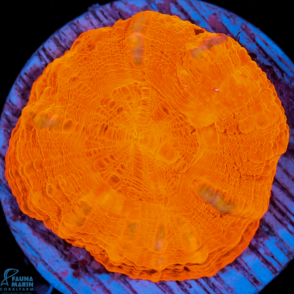 FMC Scolymia australis