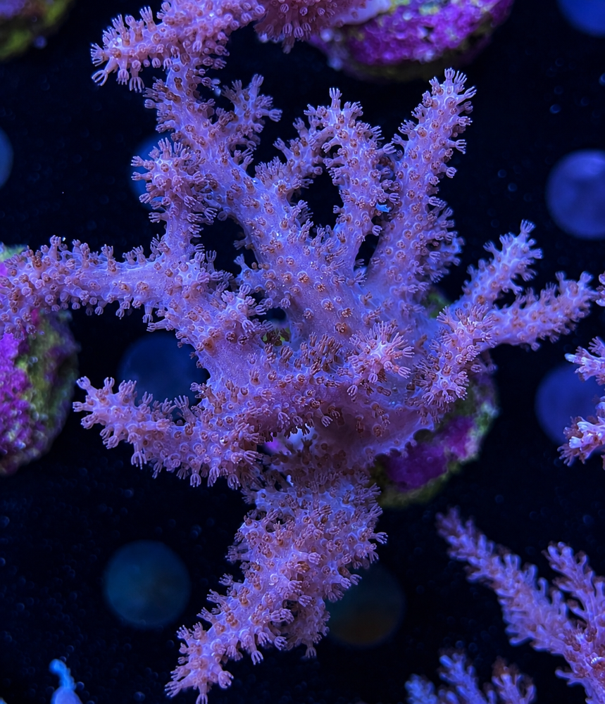 FMC Lithophyton Pink  V