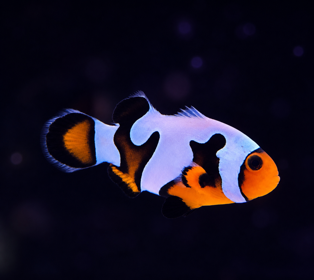 Amphiprion ocellaris - "da Vinci"    DNZ