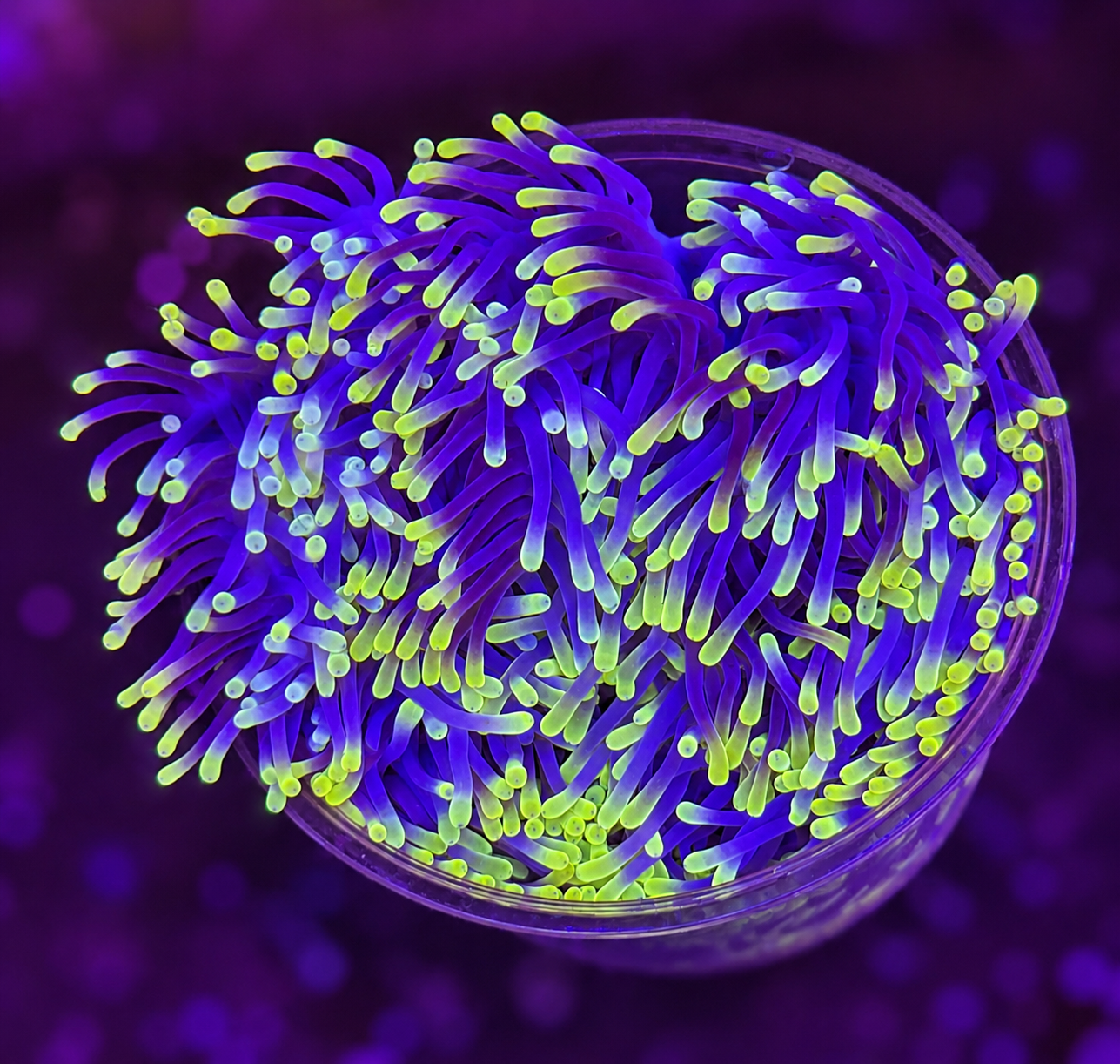 FMC Heteractis magnifica